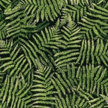 NZ Fern