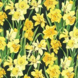 Daffodils