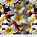 Novelties Col. 104